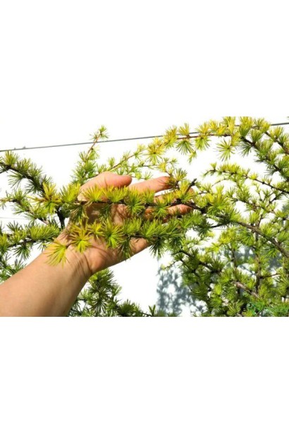 Висота Модрина японська Меджик Голд 